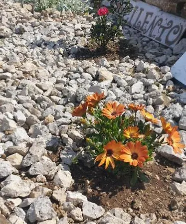 Stella Del Cilento Raggio Di Sole 아그로폴리